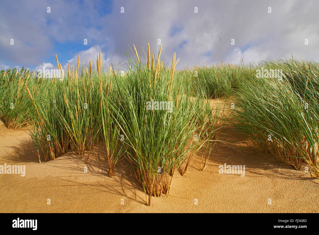 beach grass, European beachgrass, marram grass, psamma, sea sand-reed (Ammophila arenaria), dune with beach grass, Denmark, Juetland, Thy National Park Stock Photo