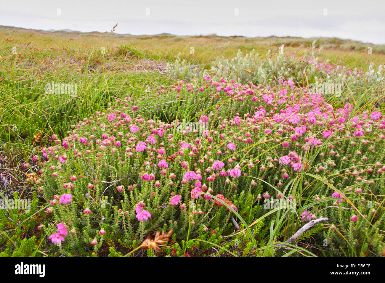 Cross Leaved Heath, Cross-Leaved-Heath (Erica tetralix), blooming, Dänemark, Juetland, Nationalpark Thy Stock Photo