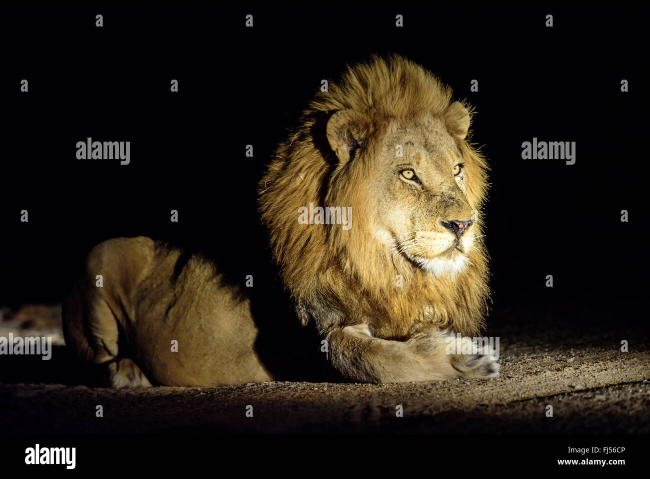 Male Lion in the dark of night Stock Photo