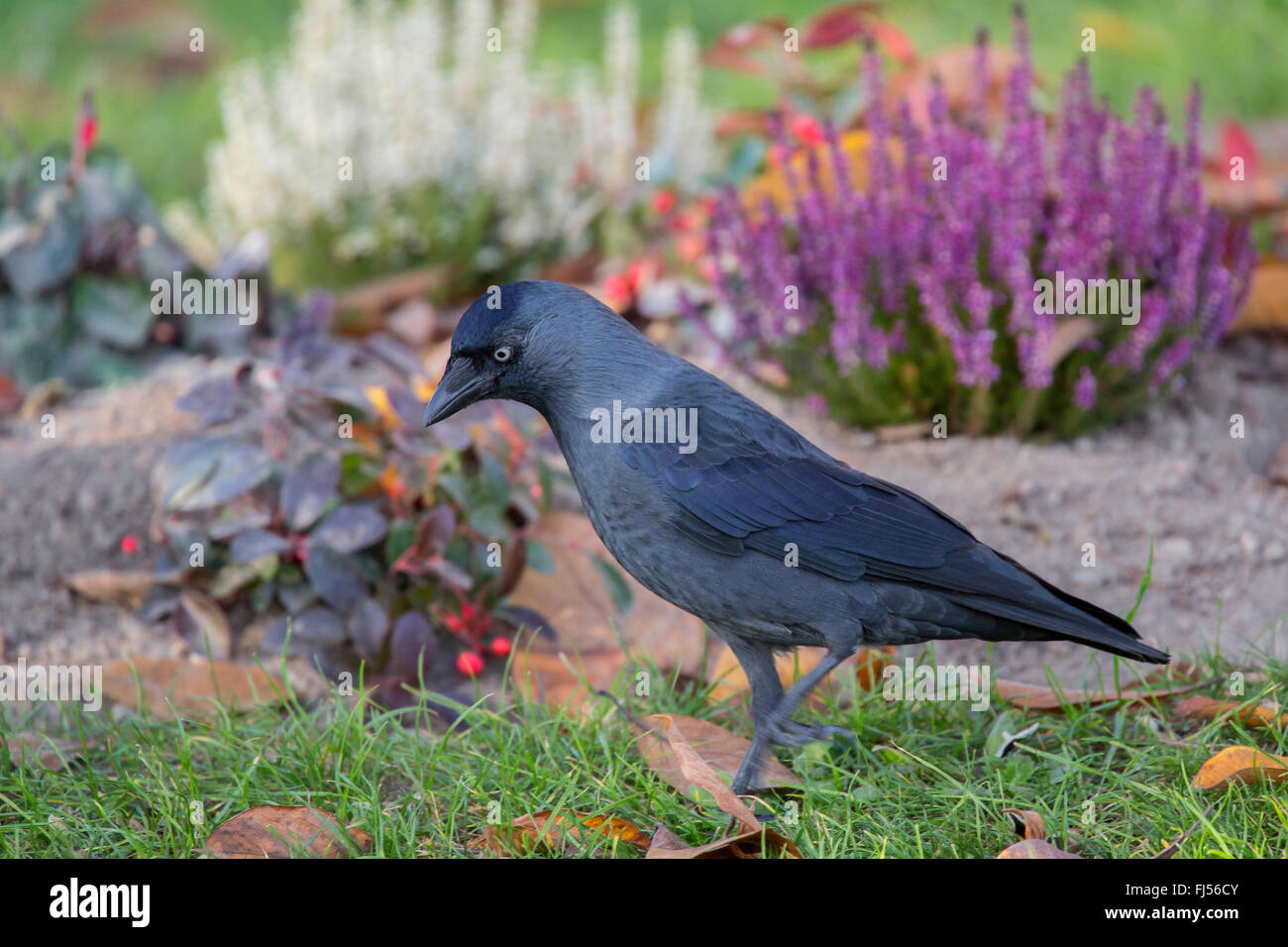 jackdaw (Corvus monedula), on the feed, Germany, Bavaria, Niederbayern, Lower Bavaria Stock Photo