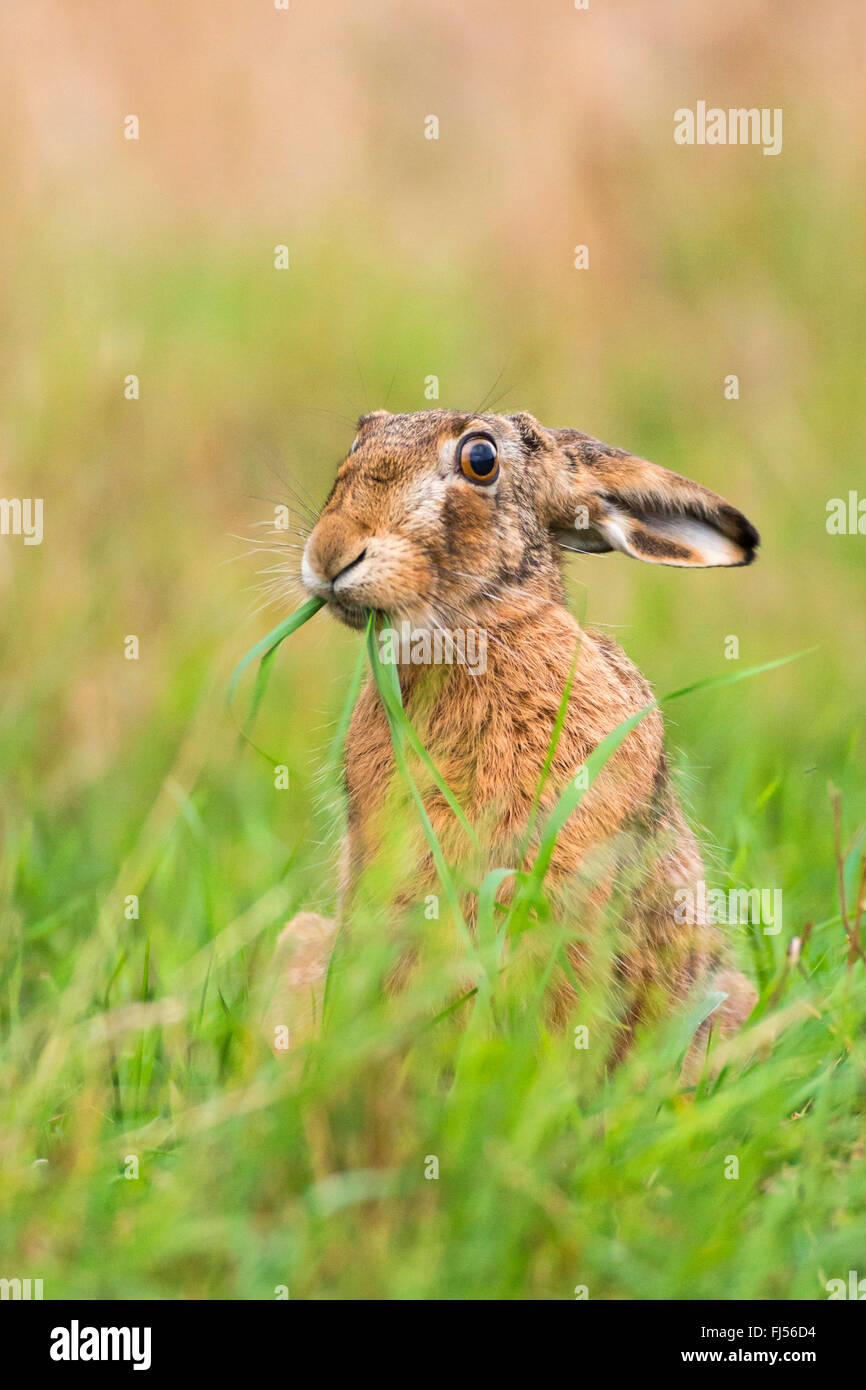 European hare, Brown hare (Lepus europaeus), sits in a meadow feeding grass, Germany, Brandenburg Stock Photo