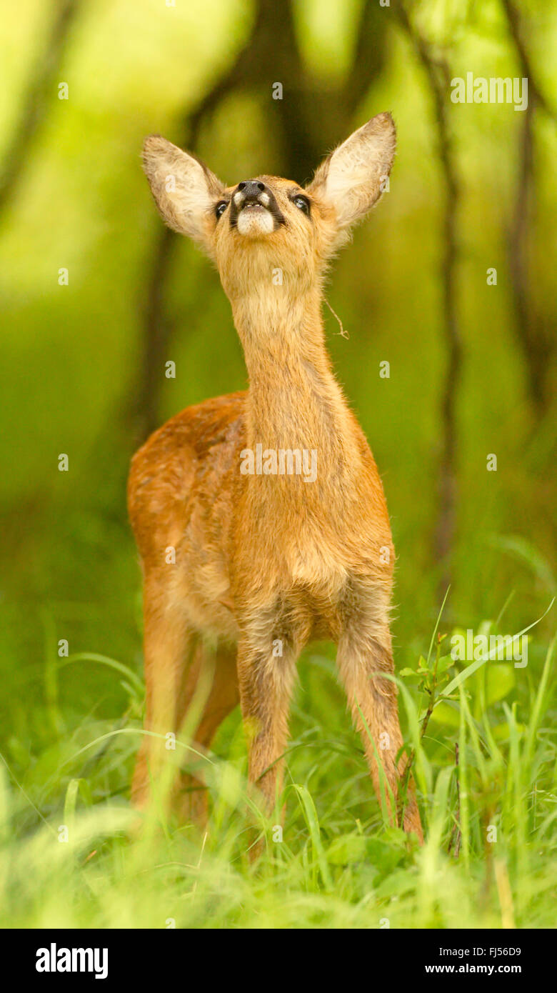roe deer (Capreolus capreolus), fawn picks up the scent, Germany, Brandenburg Stock Photo