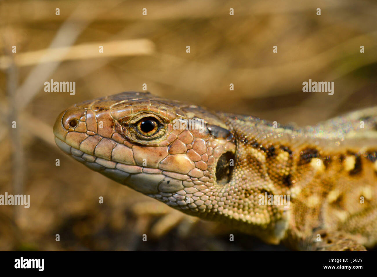 sand lizard (Lacerta agilis, Lacerta agilis chersonensis), female, Romania, Moldau Stock Photo