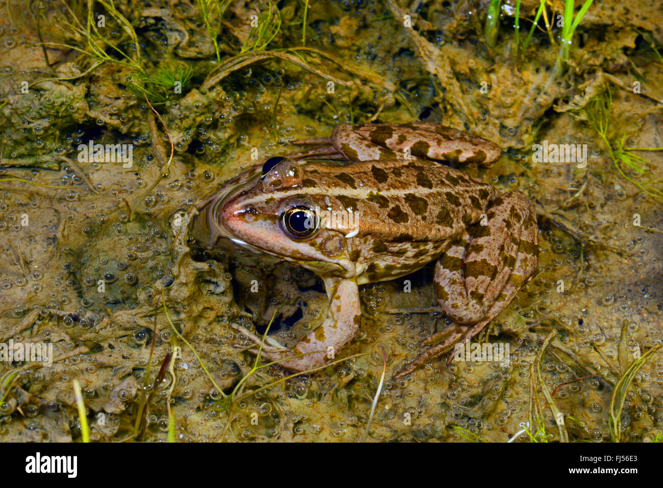 European edible frog, common edible frog (Rana kl. esculenta, Rana esculenta, Pelophylax esculentus), in water, Romania, Dobrudscha, Biosphaerenreservat Donaudelta Stock Photo