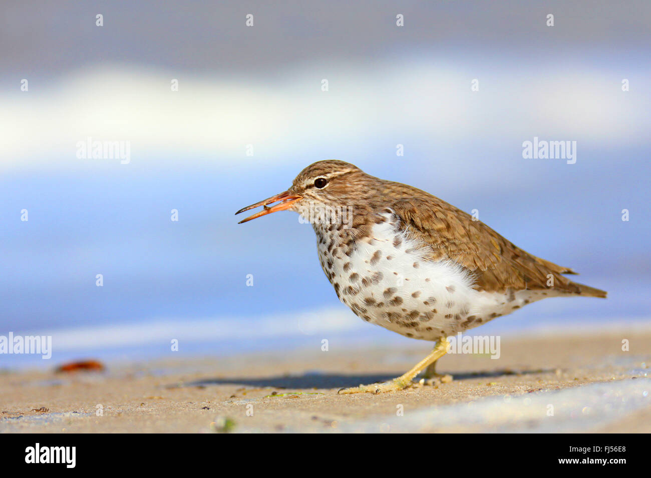 Spotted sandpiper (Actitis macularius), in breeding dress standing at the shore and eating an insect, Netherlands, Frisia Stock Photo