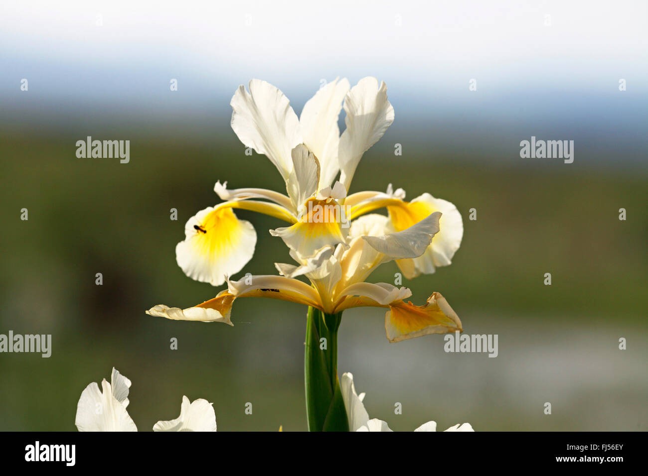 Oriental Iris (Iris orientalis), blossom in backlight, Greece, Evrosdelta Stock Photo