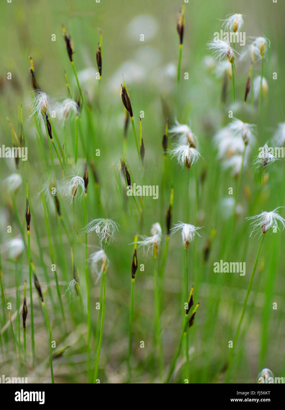 Deergrass, Deer's hair (Trichophorum cespitosum), fruiting, Germany, Bavaria, Oberbayern, Upper Bavaria Stock Photo