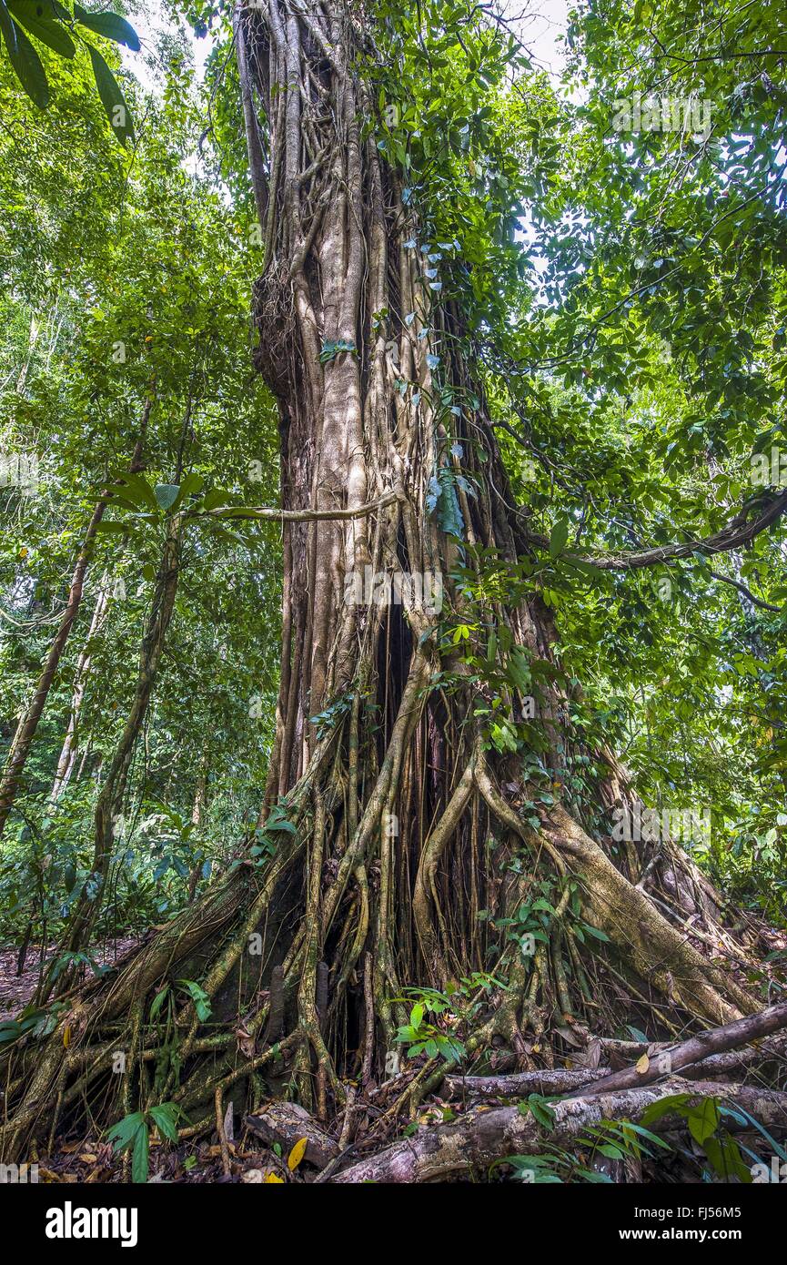 fig (Ficus spec.), A large strangler fig (Ficus sp.) parasiting a huge tree in the dipterocarp rainforest of Danum Valley, Malaysia, Borneo, Sabah Stock Photo