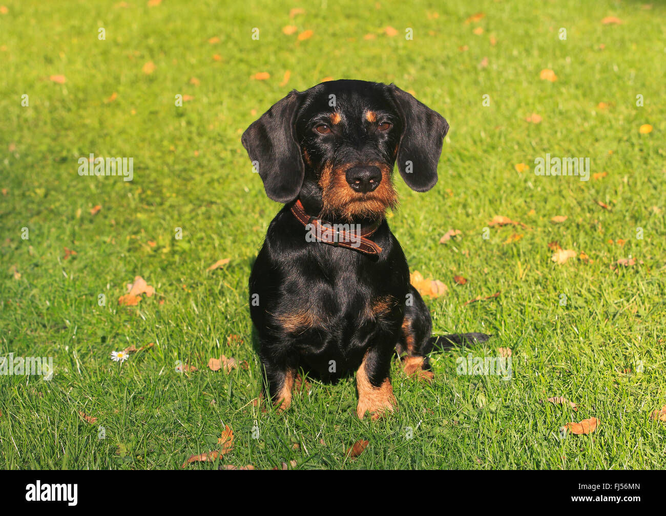 Wirehaired Dachshund, Wirehaired sausage dog, domestic dog (Canis