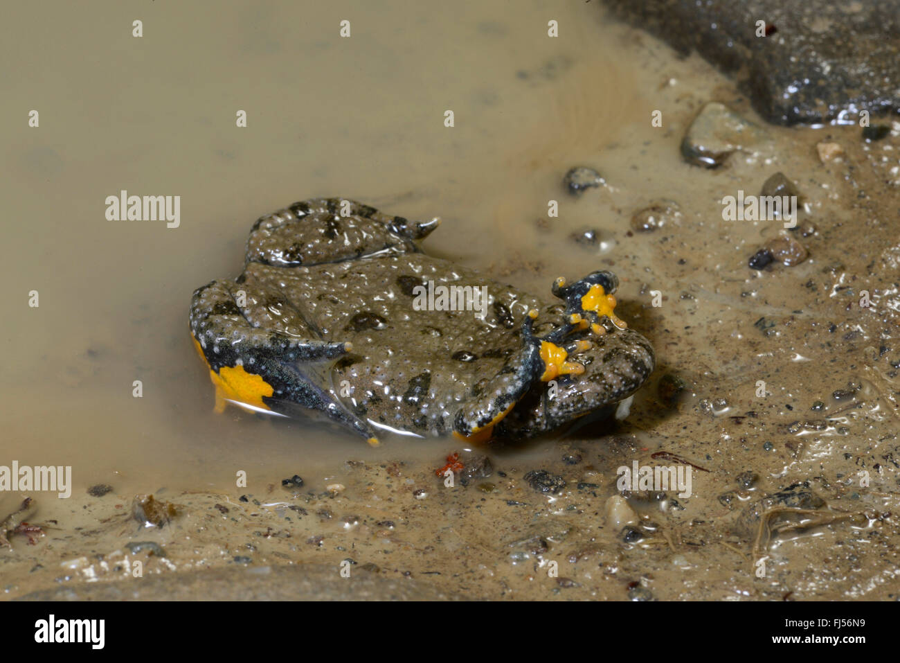 yellow-bellied toad, yellowbelly toad, variegated fire-toad (Bombina variegata), defence posture of the yellow-bellied, unken reflex, Romania Stock Photo