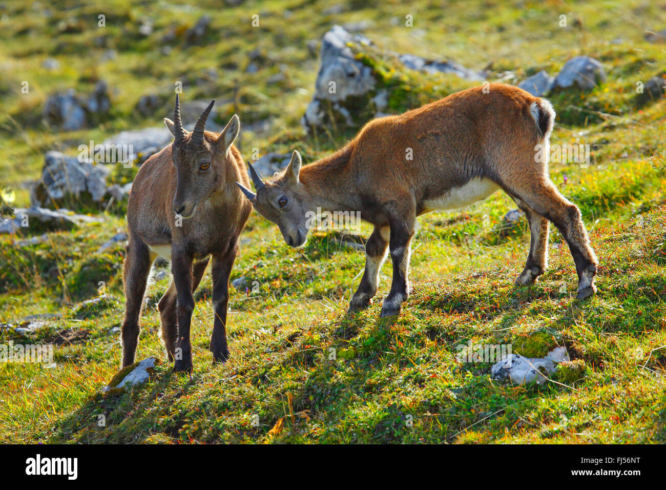 Alpine ibex (Capra ibex, Capra ibex ibex), female with juvenile, Switzerland, Creux du Van Stock Photo
