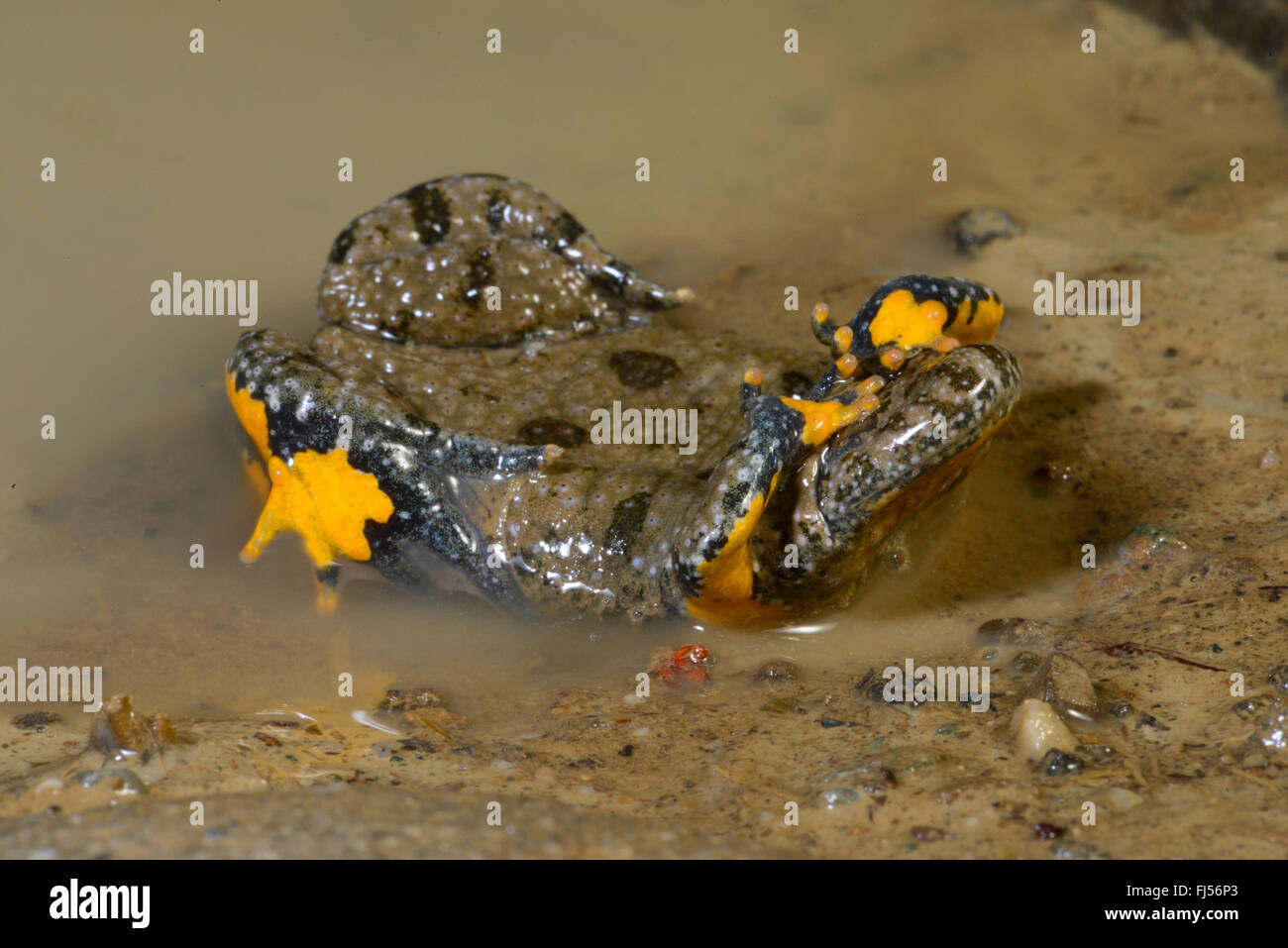 yellow-bellied toad, yellowbelly toad, variegated fire-toad (Bombina variegata), defence posture of the yellow-bellied, unken reflex, Romania Stock Photo