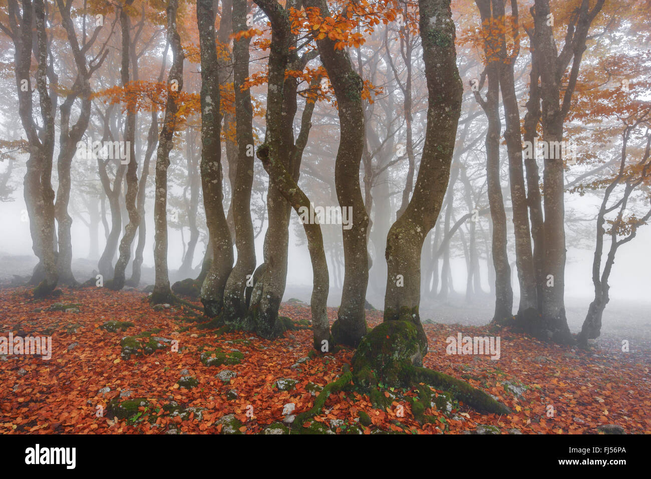 common beech (Fagus sylvatica), beech forest in autumn with mist, Switzerland, Neuenburg, Creux du Van Stock Photo