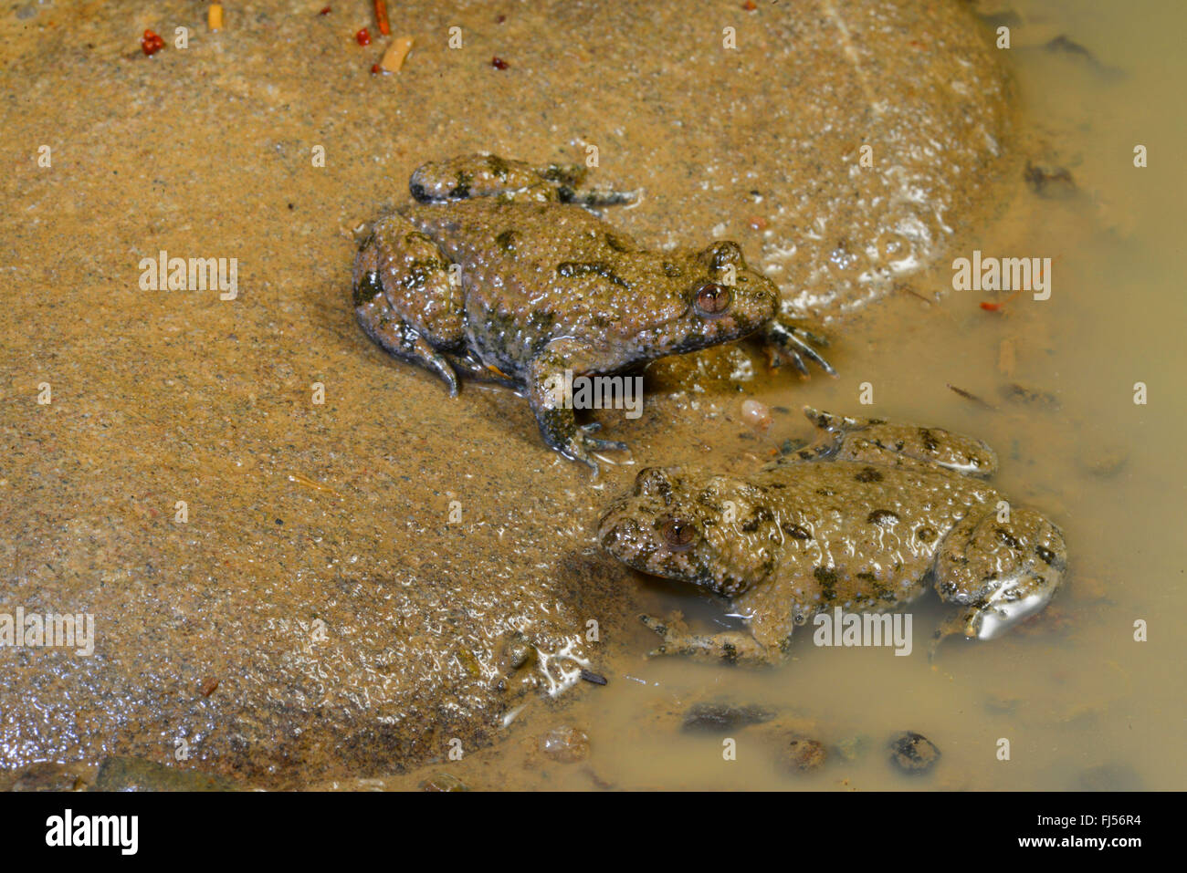 yellow-bellied toad, yellowbelly toad, variegated fire-toad (Bombina variegata), two yellow-bellied toads sitting at the edge of a muddy puddle, Romania Stock Photo
