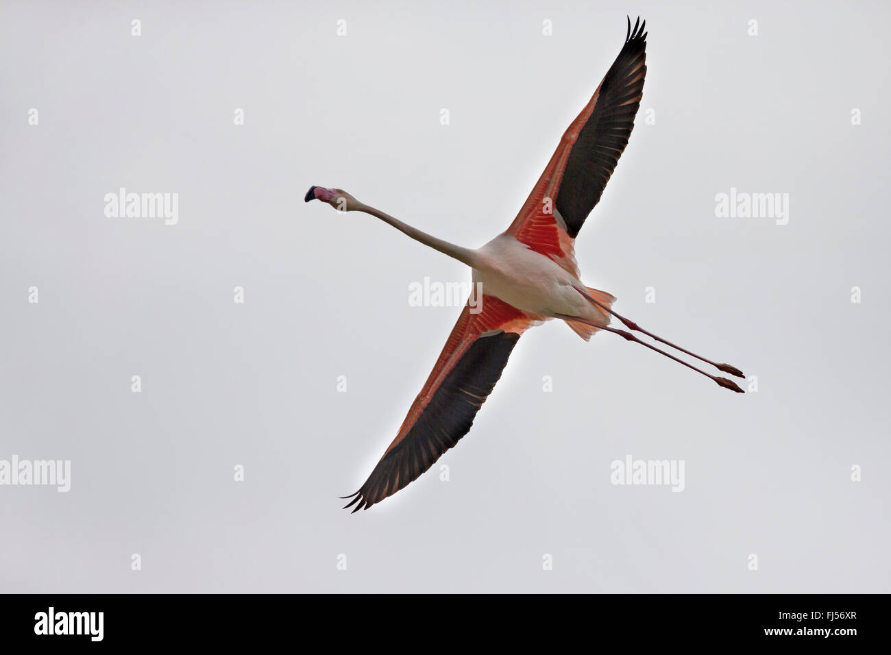 greater flamingo (Phoenicopterus roseus, Phoenicopterus ruber roseus), in flight, from below Stock Photo