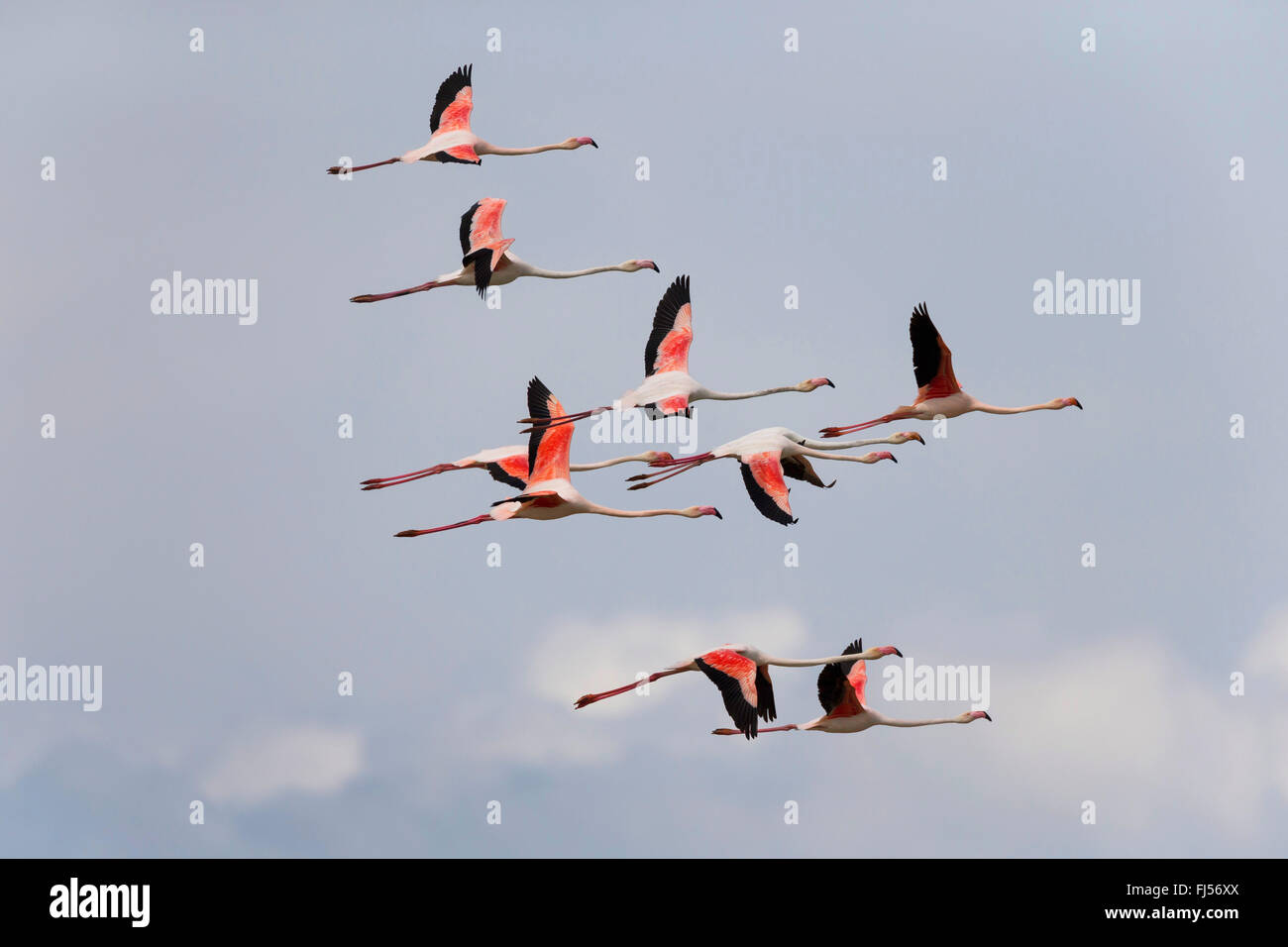 greater flamingo (Phoenicopterus roseus, Phoenicopterus ruber roseus), flying troop, side view Stock Photo