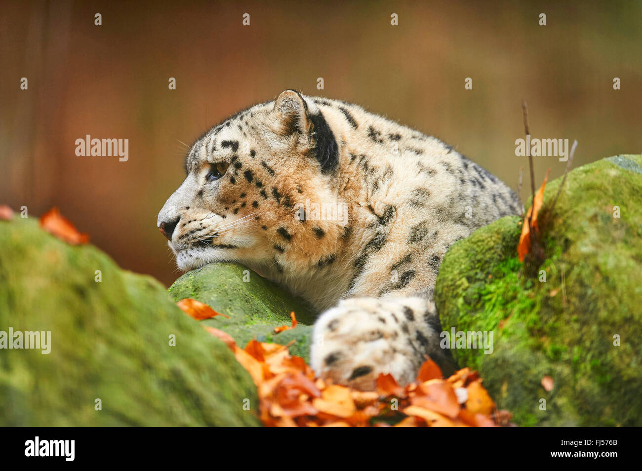 snow leopard (Uncia uncia, Panthera uncia), snow leopardess resting on