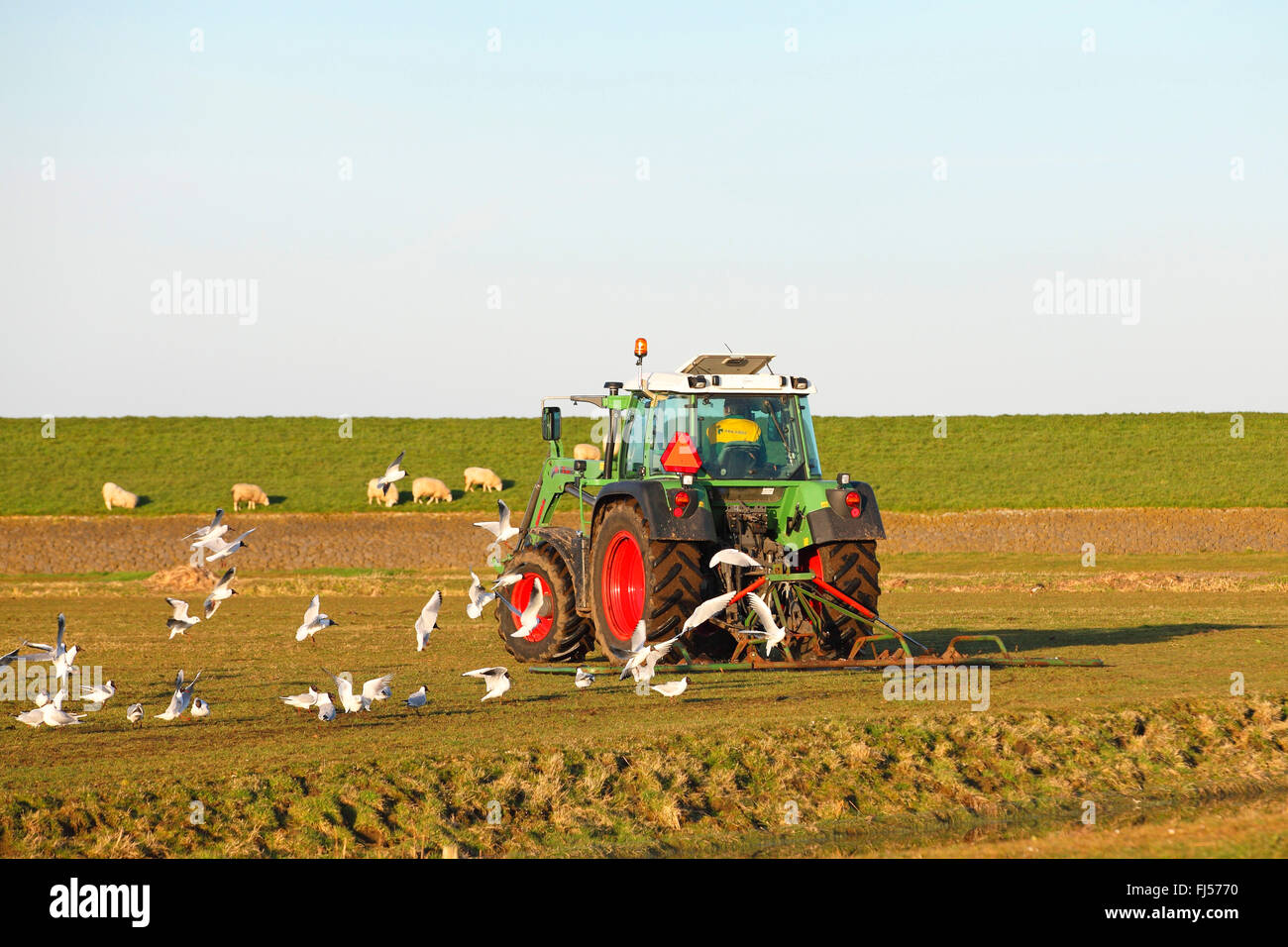 grassland gets a smooth ground level by scrubbing with an iron bar in March, gulls follow the tractor, Netherlands, Frisia Stock Photo