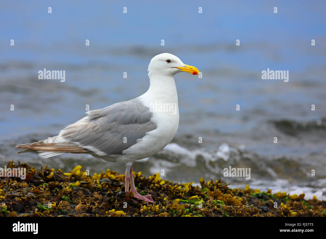 glaucous-winged gull (Larus glaucescens), standing on seaweeds at the seaside, Canada, British Columbia, Victoria Stock Photo