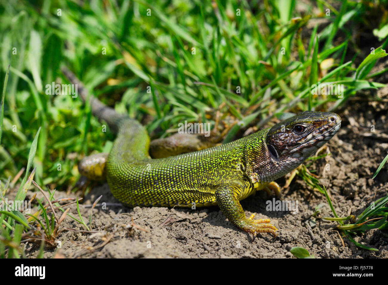 Eastern Green Lizard, European green lizard, Emerald lizard (Lacerta viridis, Lacerta viridis viridis), female, Romania, Moldau Stock Photo
