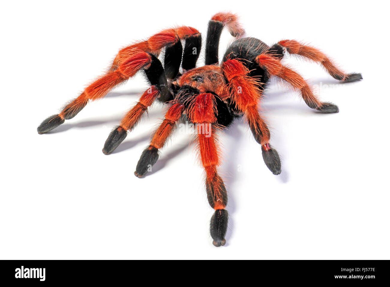 Mexican rustleg tarantula, Mexican fireleg (Brachypelma boehmei), cut-out, Mexico, Guerrero Stock Photo