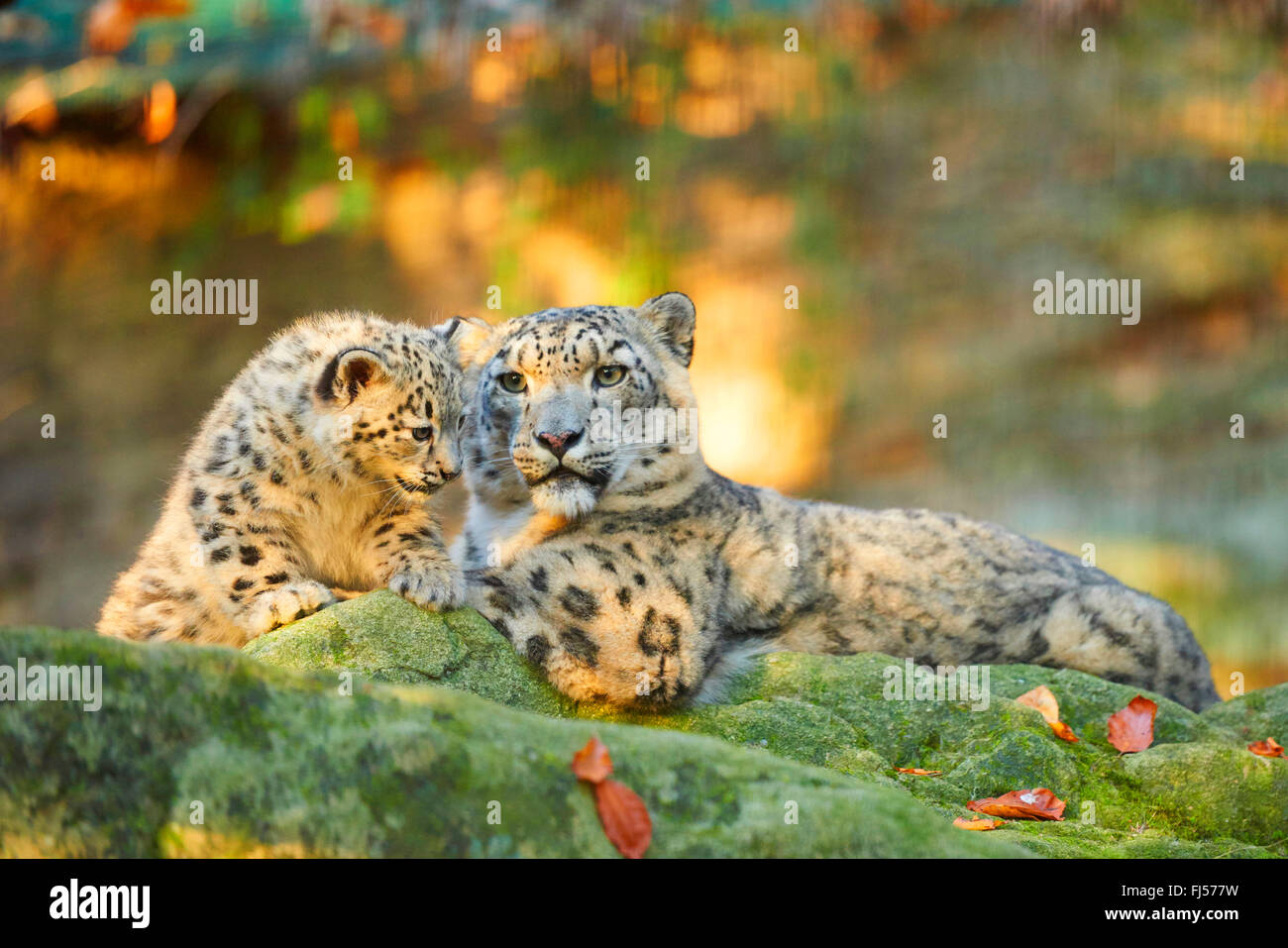 snow leopard (Uncia uncia, Panthera uncia), leopardesses lying with one youngster on a mossy rock Stock Photo