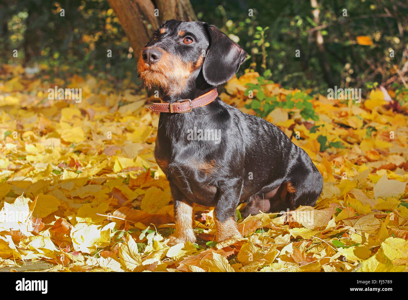 Wirehaired Dachshund, Wirehaired sausage dog, domestic dog (Canis