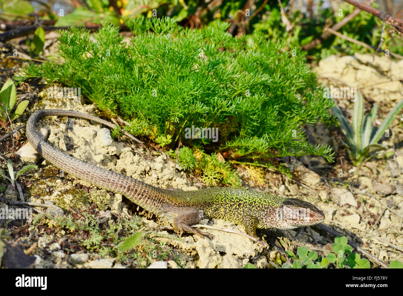 Eastern Green Lizard, European green lizard, Emerald lizard (Lacerta viridis, Lacerta viridis viridis), in its habitat, Romania, Moldau Stock Photo