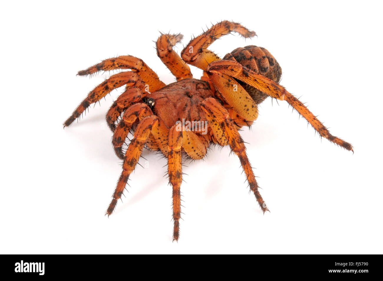 Trapdoor spider (Liphistius erawan), very poisonous Trapdoor spider from Thailand, cut-out, Thailand Stock Photo