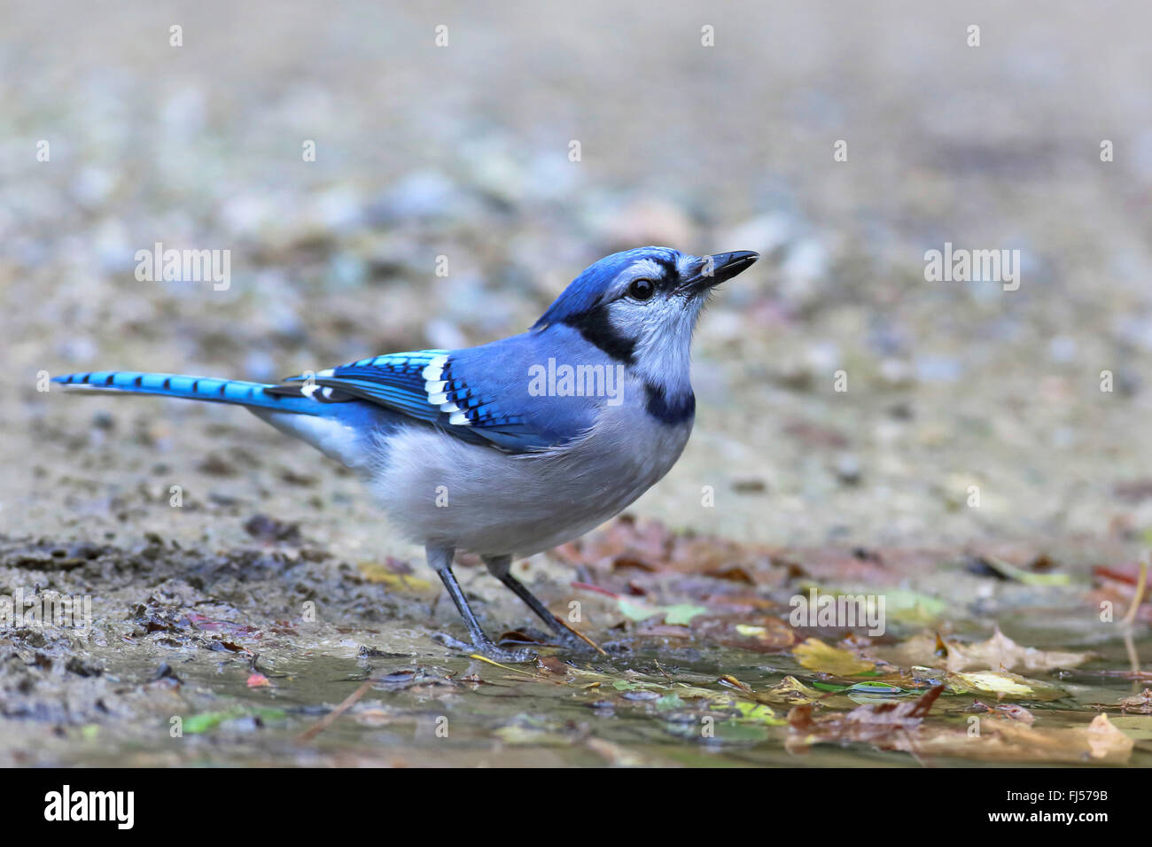 blue jay (Cyanocitta cristata), standing at a drinking place, Canada, Ontario, Point Pelee National Park Stock Photo
