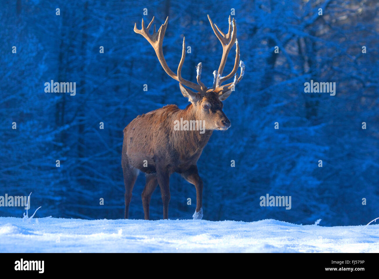 red deer (Cervus elaphus), stag in winter, Germany, North Rhine-Westphalia Stock Photo