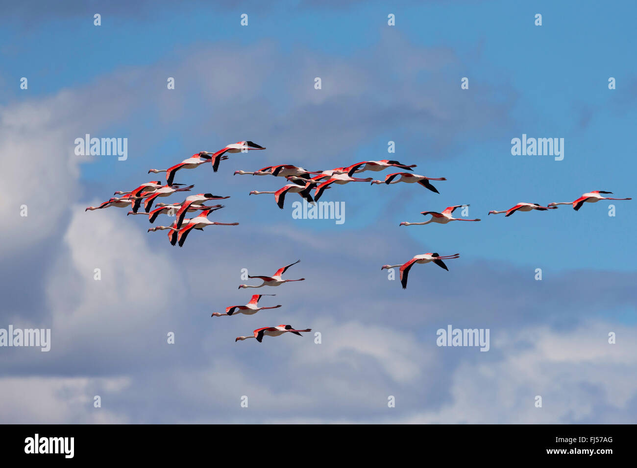 greater flamingo (Phoenicopterus roseus, Phoenicopterus ruber roseus), flying troop, side view Stock Photo