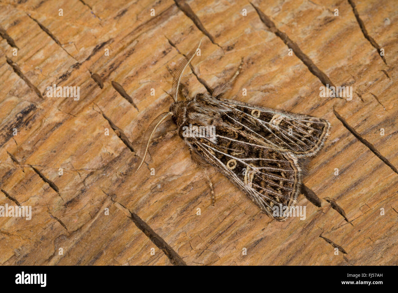 Feathered Gothic (Tholera decimalis, Epineuronia popularis), male, Germany Stock Photo