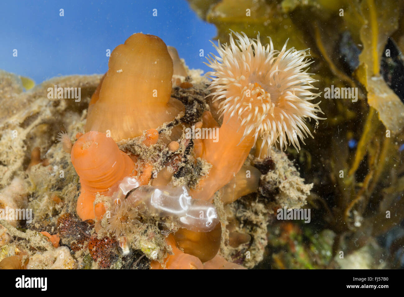 Colonal plumose anemone, Frilled anemone, Plumose sea anemone, Brown sea anemone, Plumose anemone (Metridium senile), with sea squirts Stock Photo