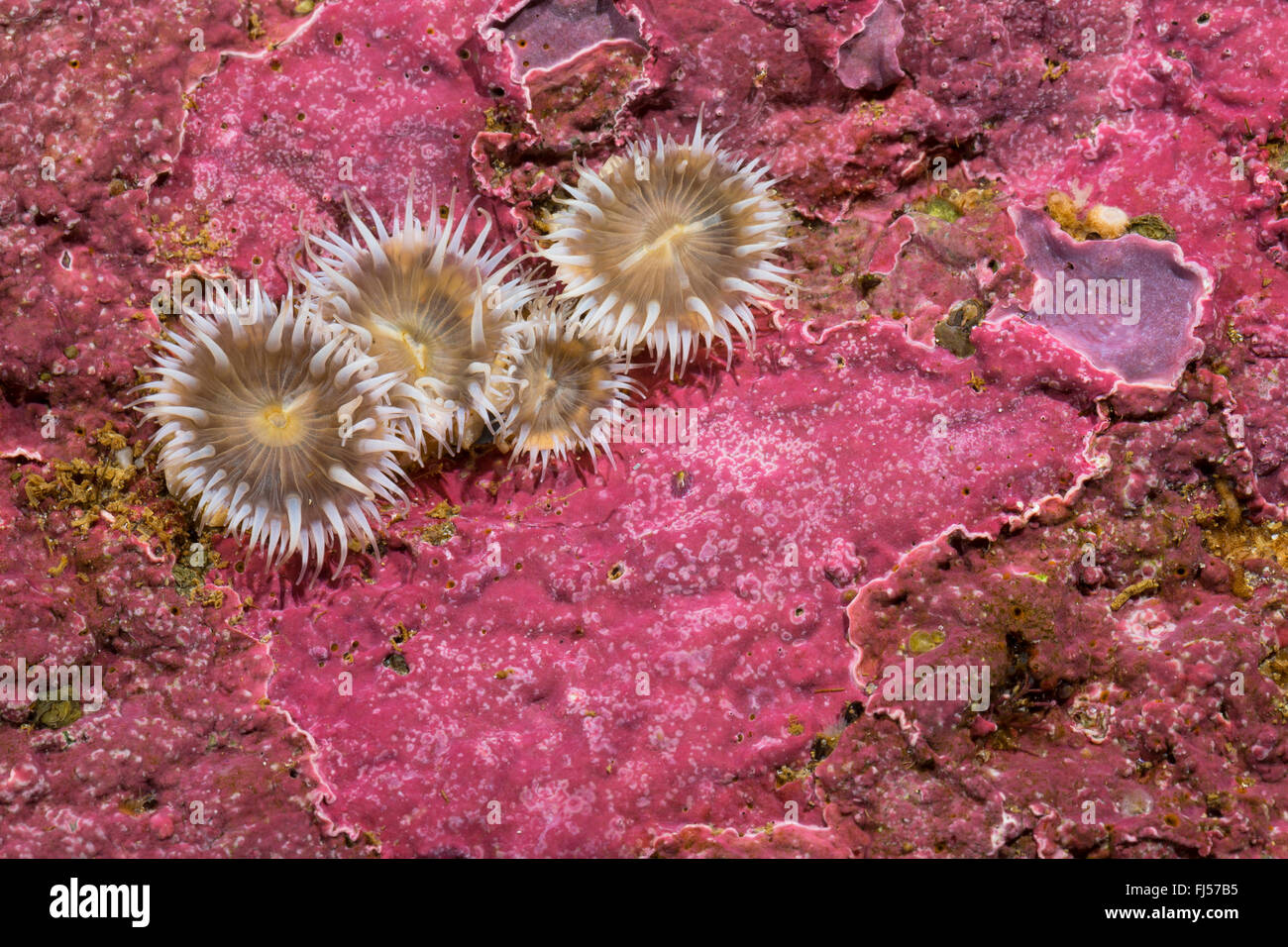 sea anemone (Sagartia elegans, Sagartia elegans var. nivea, Actinia elegans), four sea anemones Stock Photo