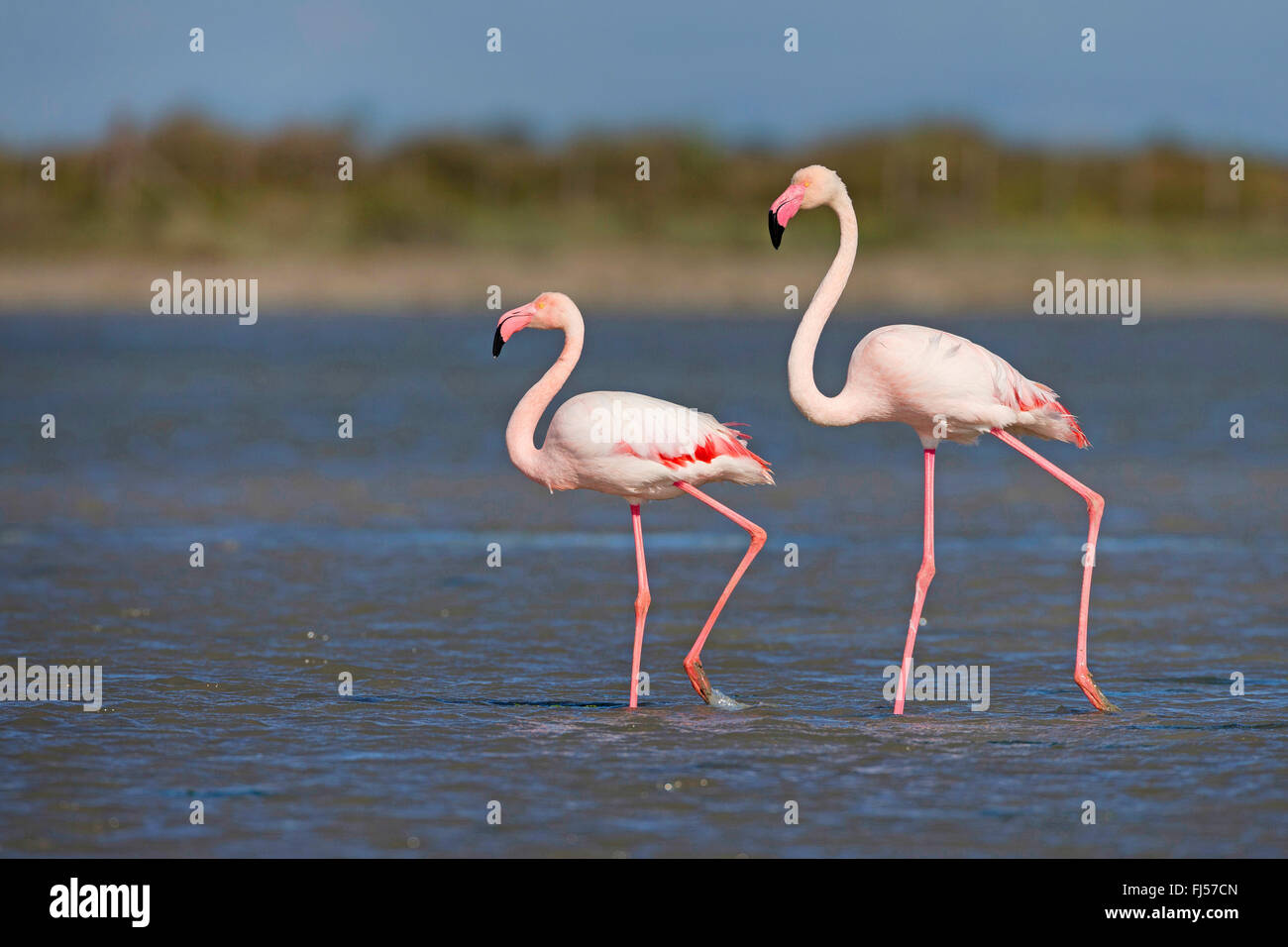 greater flamingo (Phoenicopterus roseus, Phoenicopterus ruber roseus), two flamingos walking together through shallow water Stock Photo
