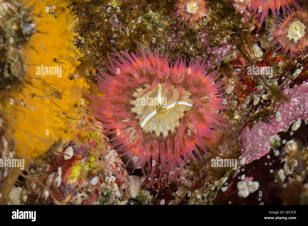 sea anemone (Sagartia elegans, Sagartia elegans var. nivea, Actinia elegans), high angle view Stock Photo