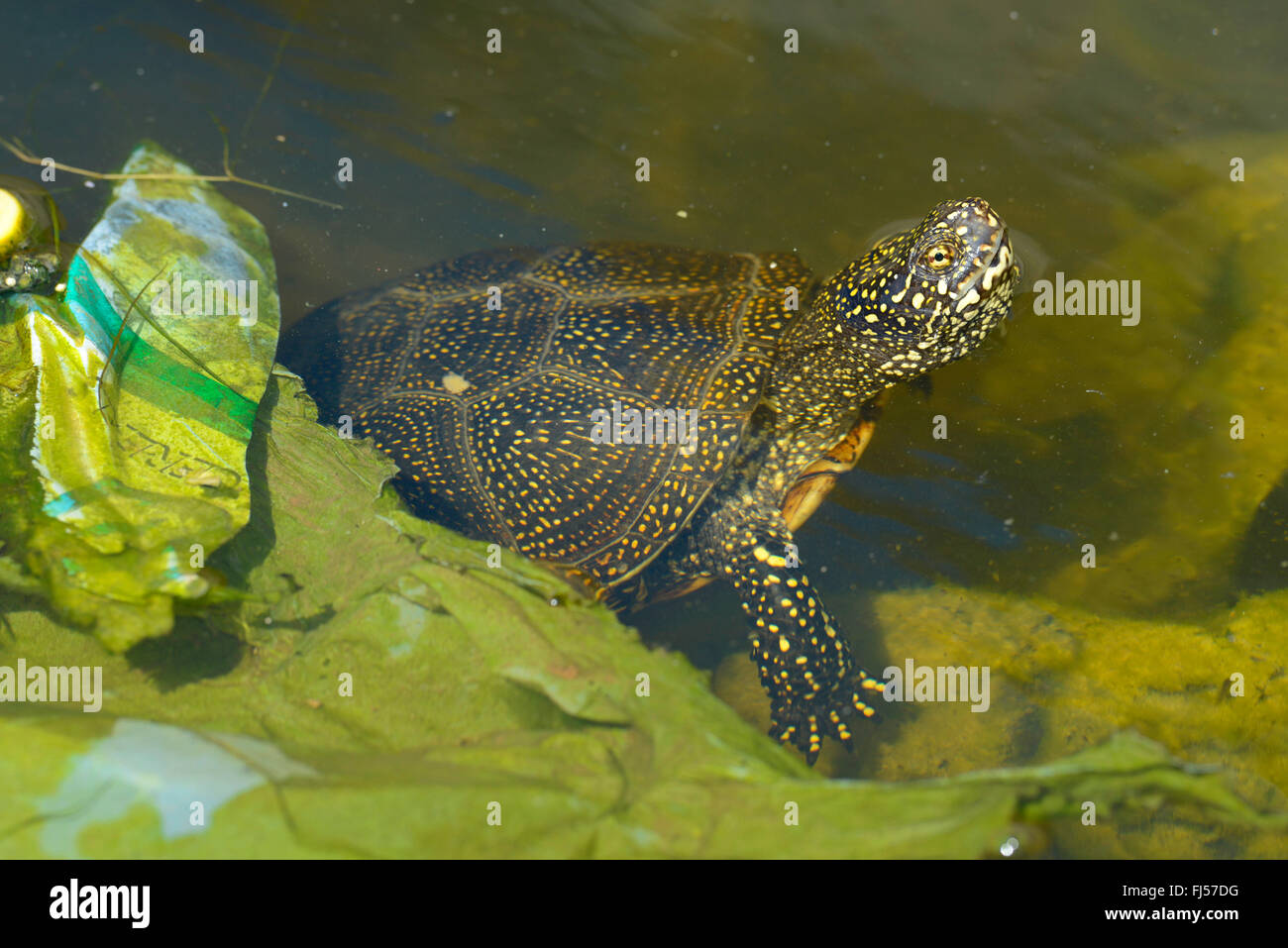 European pond terrapin, European pond turtle, European pond tortoise