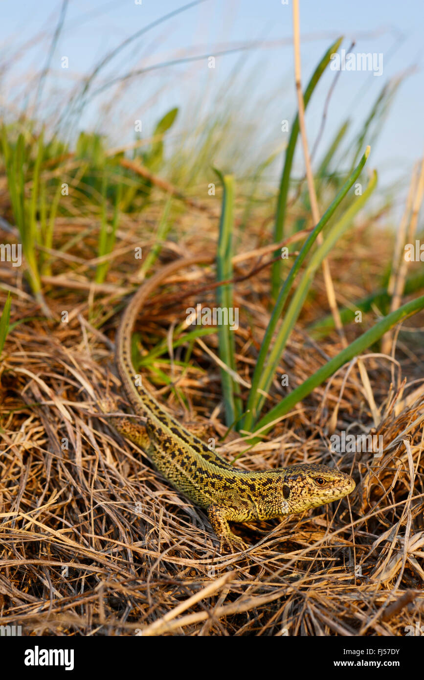 sand lizard (Lacerta agilis, Lacerta agilis chersonensis), male sand ...