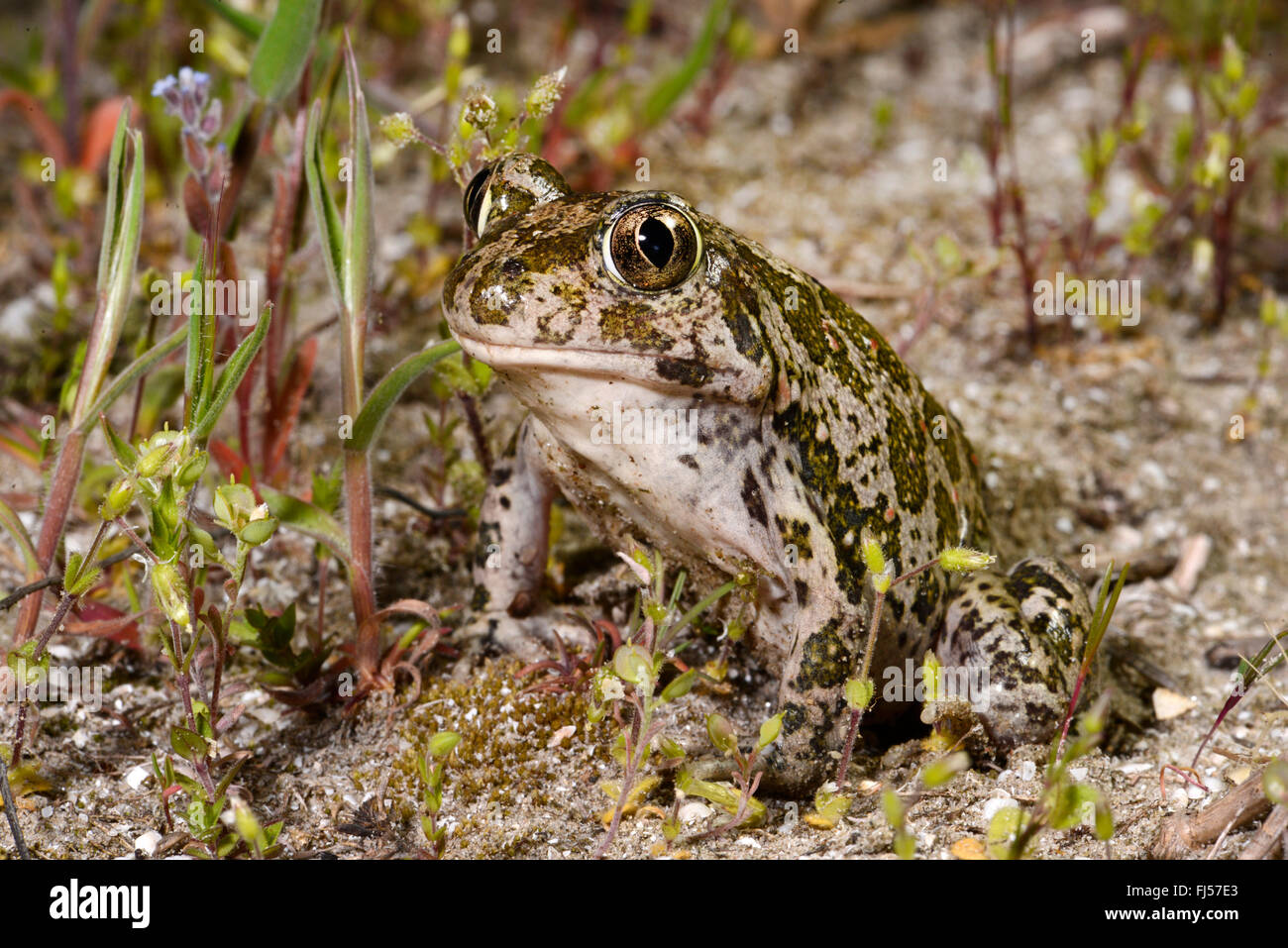 Eastern European spadefoot, Syrian spadefoot (Pelobates syriacus), sitting on sandy ground, Romania, Dobrudscha, Donaudelta, Donau-Delta, Vadu Stock Photo