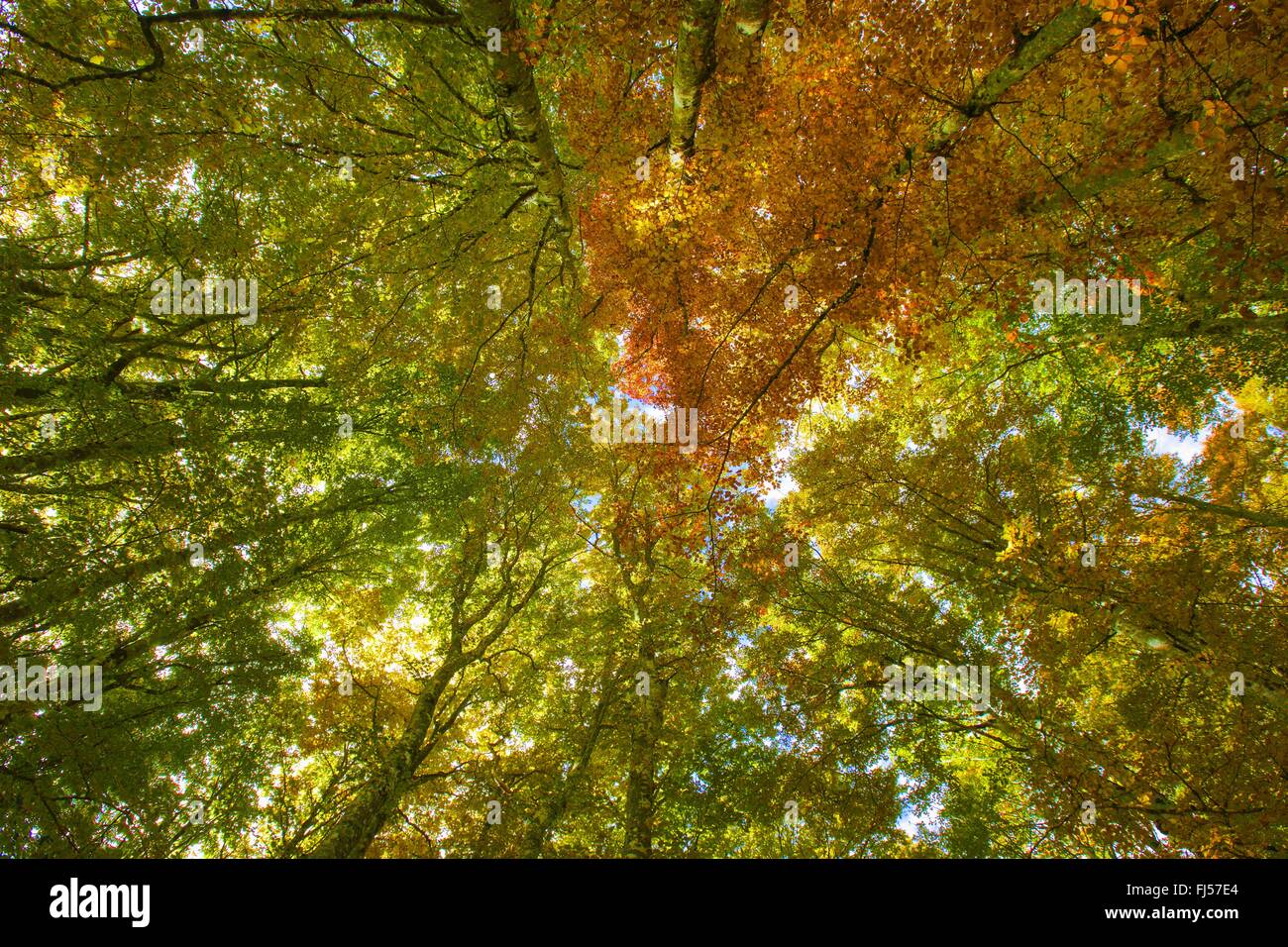 common beech (Fagus sylvatica), beech forest in autumn, Switzerland Stock Photo