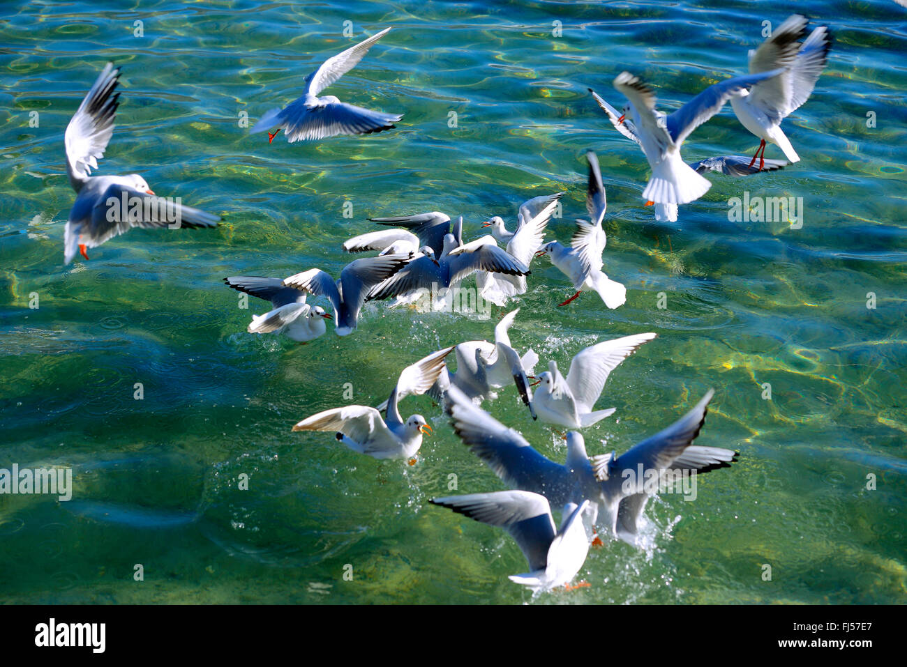 black-headed gull (Larus ridibundus, Chroicocephalus ridibundus ...