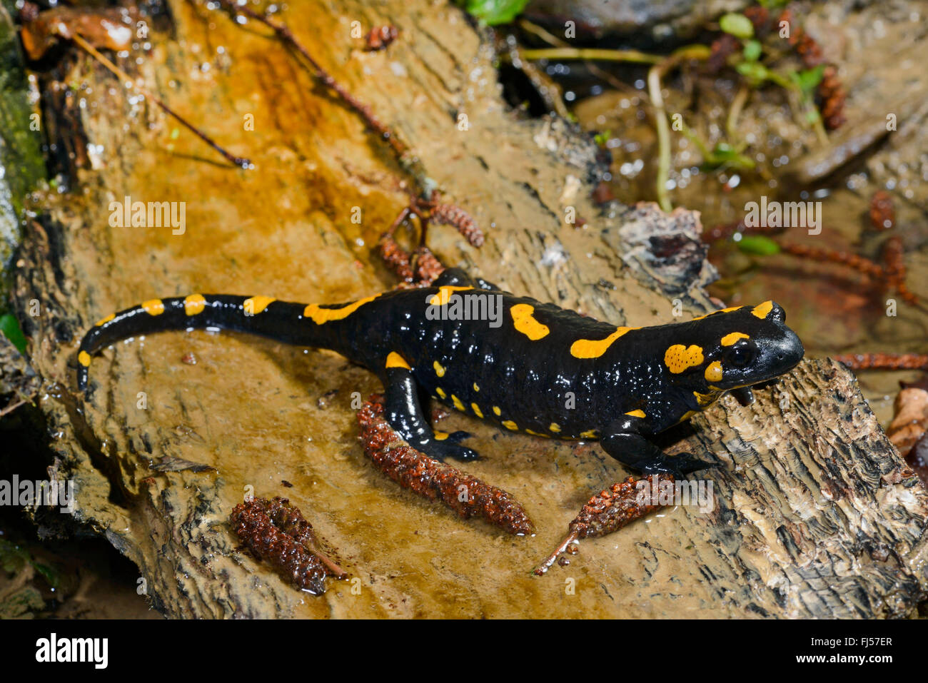 European fire salamander (Salamandra salamandra), in shallow water