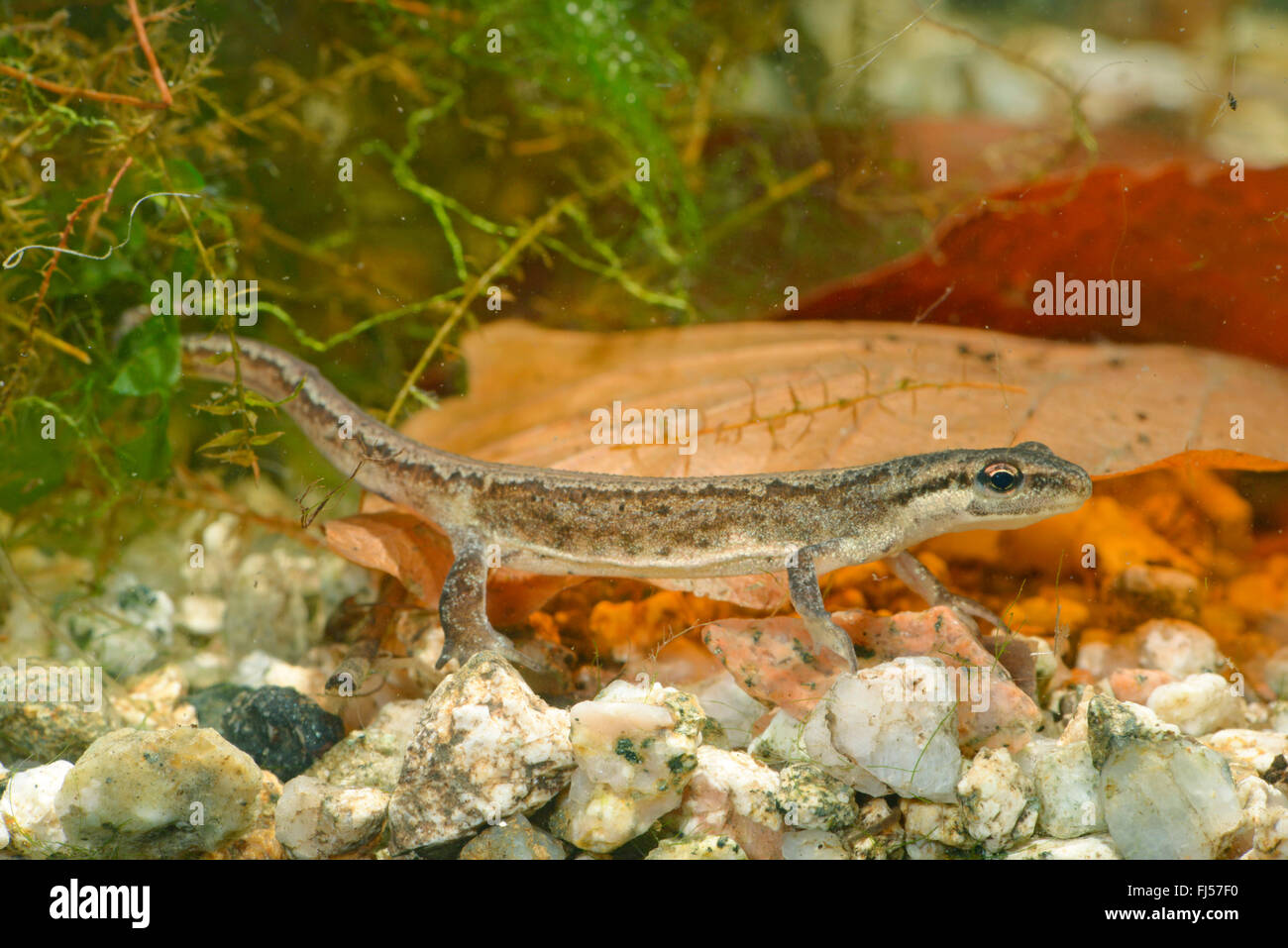 smooth newt (Triturus vulgaris, Lissotriton vulgaris, Lissotriton vulgaris ampelensis  ), female under water, Romania, Moldau, Ia&#537;i Stock Photo