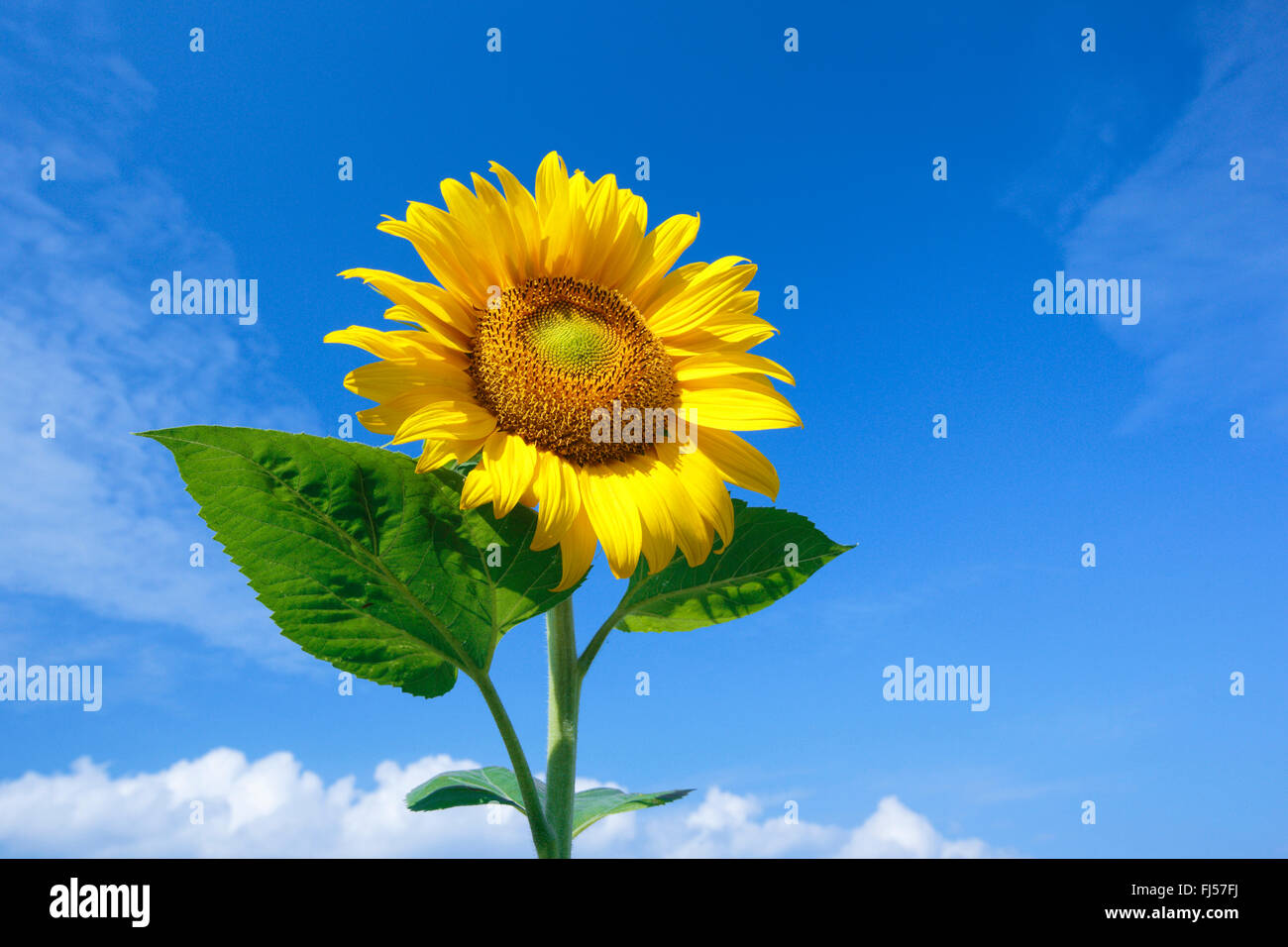 sunflower　プロフィール見てね～■IS　GSE31 H27.1 A sunflower with the number 1 on it | Premium AI-generated PSD