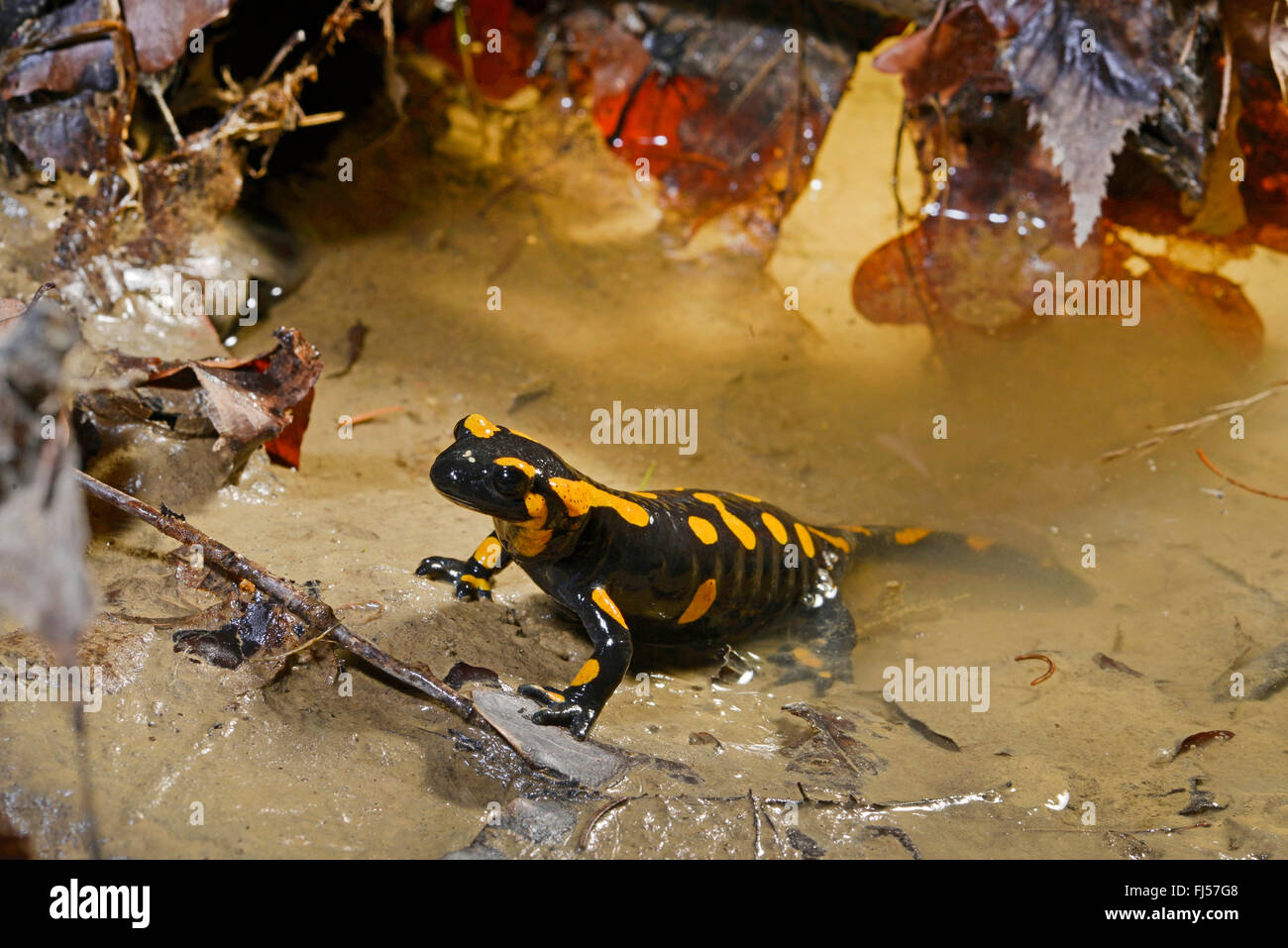 European fire salamander (Salamandra salamandra), watersides, Romania, Karpaten Stock Photo