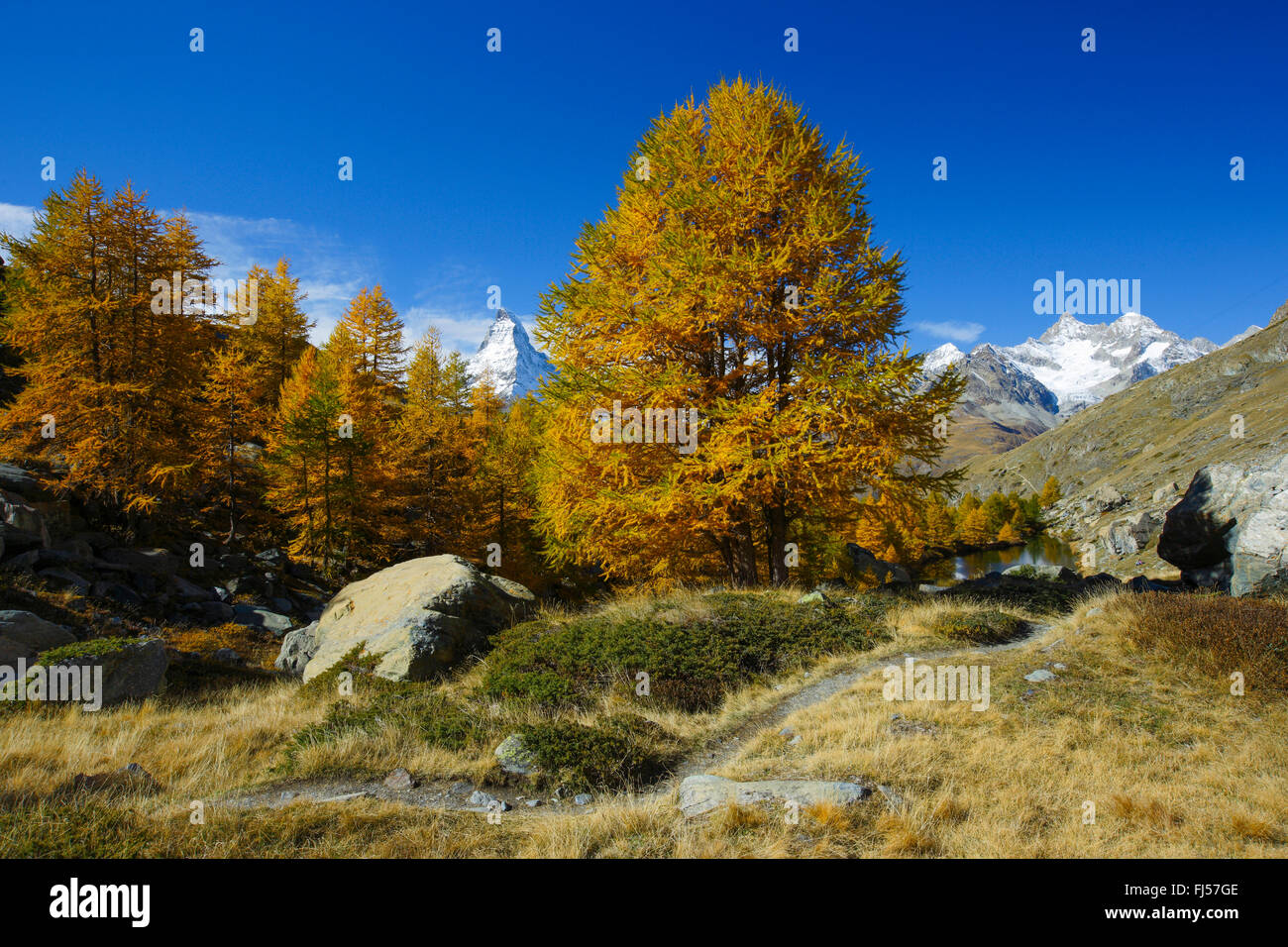 Matterhorn and larches in autumn, Switzerland, Valais Stock Photo