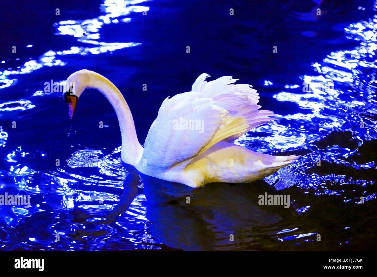 Side view of a mute swan hires stock photography and images Alamy