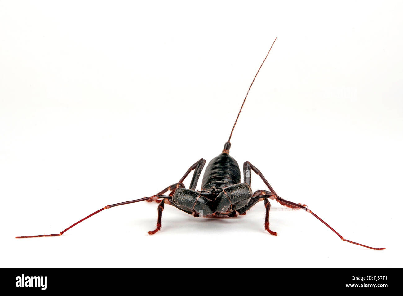 Giant vinegaroon, Whip scorpion (Mastigoproctus giganteus), North American Whip scorpion, cut-out Stock Photo
