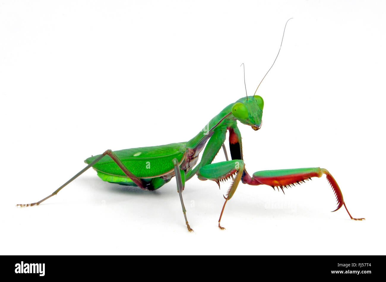 Giant rainforest mantis, Australian giant mantis (Hierodula majuscula), cut-out, Australia Stock Photo